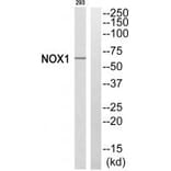 Western blot - NOX1 Antibody from Signalway Antibody (34844) - Antibodies.com