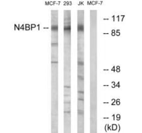 Western blot - N4BP1 Antibody from Signalway Antibody (34845) - Antibodies.com