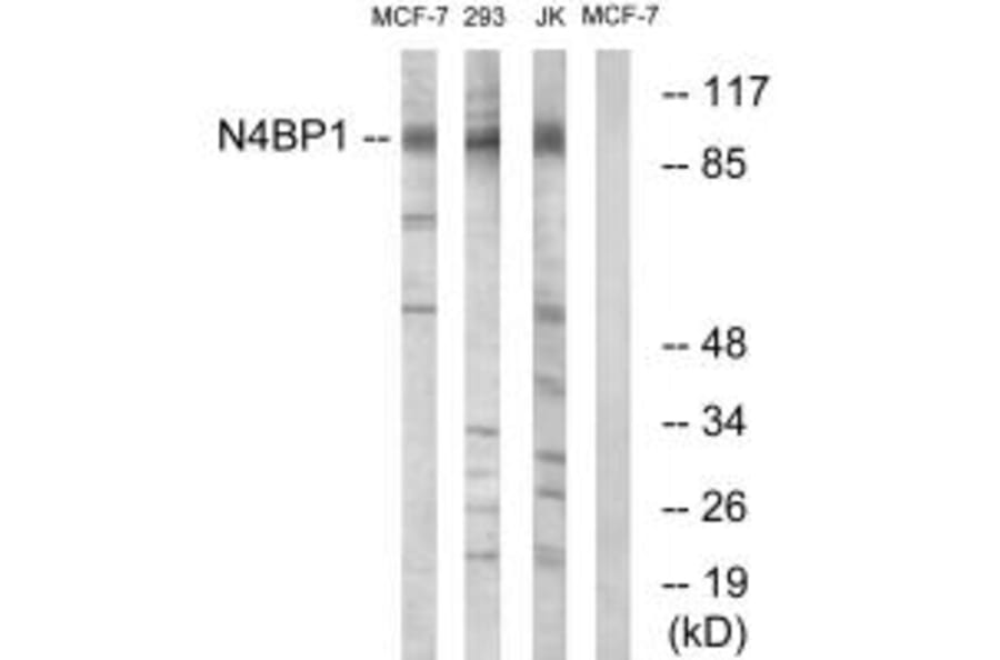 Western blot - N4BP1 Antibody from Signalway Antibody (34845) - Antibodies.com