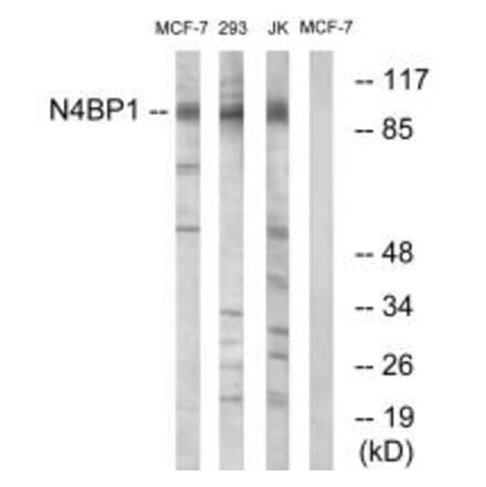 Western blot - N4BP1 Antibody from Signalway Antibody (34845) - Antibodies.com