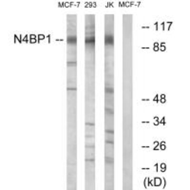 Western blot - N4BP1 Antibody from Signalway Antibody (34845) - Antibodies.com