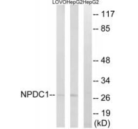 Western blot - NPDC1 Antibody from Signalway Antibody (34848) - Antibodies.com