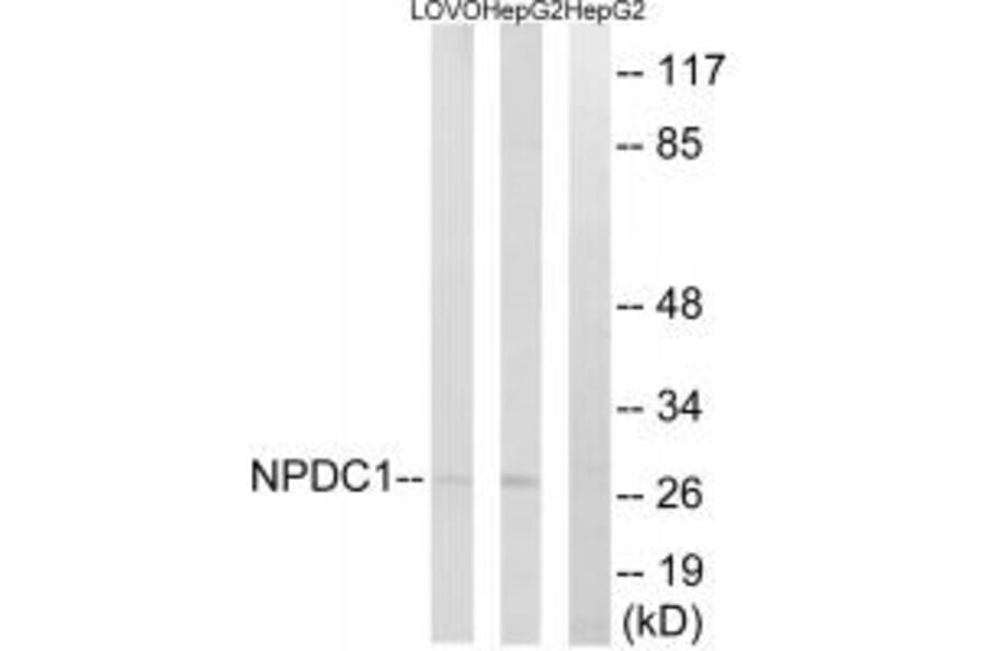 Western blot - NPDC1 Antibody from Signalway Antibody (34848) - Antibodies.com