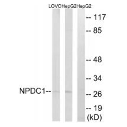 Western blot - NPDC1 Antibody from Signalway Antibody (34848) - Antibodies.com