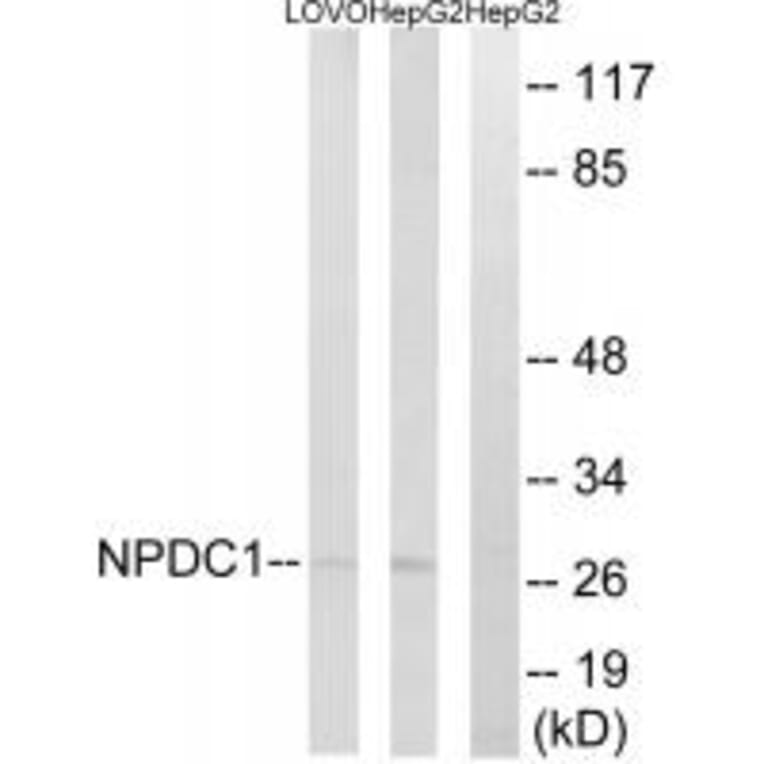 Western blot - NPDC1 Antibody from Signalway Antibody (34848) - Antibodies.com