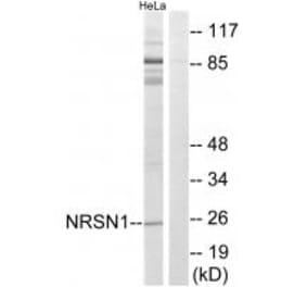 Western blot - NRSN1 Antibody from Signalway Antibody (34850) - Antibodies.com