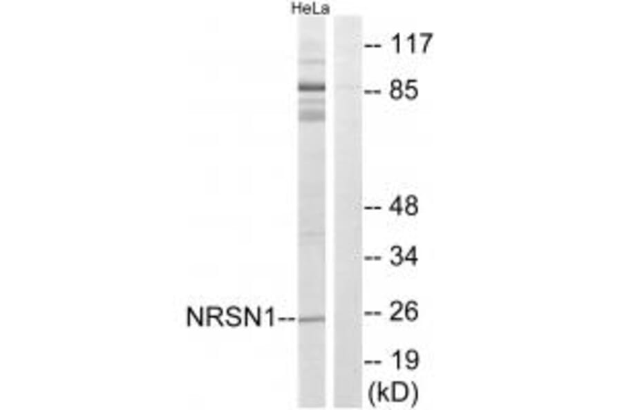 Western blot - NRSN1 Antibody from Signalway Antibody (34850) - Antibodies.com