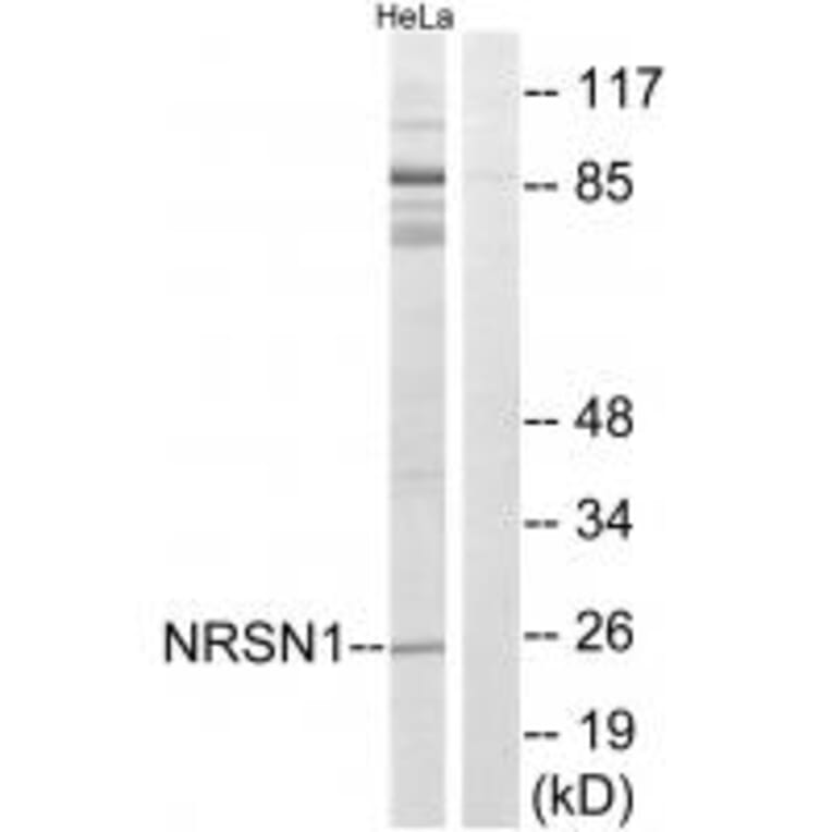 Western blot - NRSN1 Antibody from Signalway Antibody (34850) - Antibodies.com
