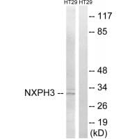 Western blot analysis of extracts from HT-29 cells, using NXPH3 antibody #34851.