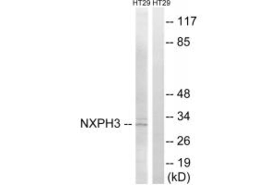 Western blot - NXPH3 Antibody from Signalway Antibody (34851) - Antibodies.com