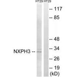 Western blot - NXPH3 Antibody from Signalway Antibody (34851) - Antibodies.com