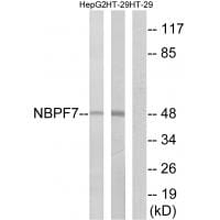 Western blot analysis of extracts from HepG2 cells and HT-29 cells, using NBPF7 antibody #34855.