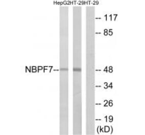 Western blot - NBPF7 Antibody from Signalway Antibody (34855) - Antibodies.com