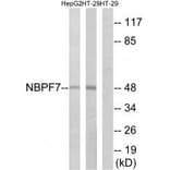 Western blot - NBPF7 Antibody from Signalway Antibody (34855) - Antibodies.com