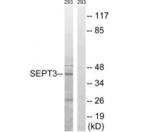 Western blot - SEPT3 Antibody from Signalway Antibody (34860) - Antibodies.com