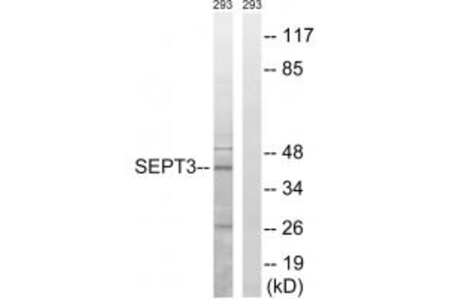 Western blot - SEPT3 Antibody from Signalway Antibody (34860) - Antibodies.com