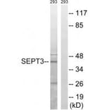 Western blot - SEPT3 Antibody from Signalway Antibody (34860) - Antibodies.com