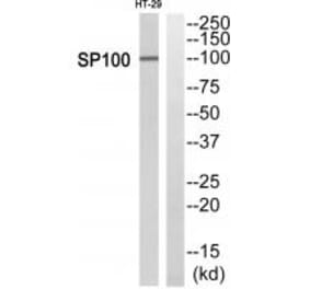 Western blot - SP100 Antibody from Signalway Antibody (34867) - Antibodies.com