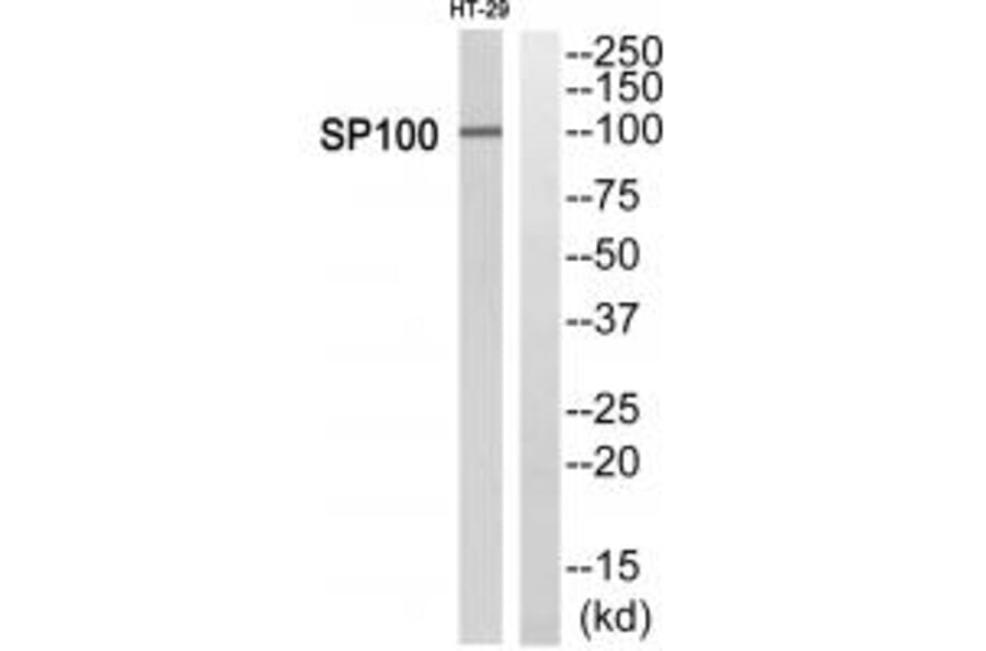 Western blot - SP100 Antibody from Signalway Antibody (34867) - Antibodies.com