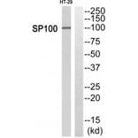 Western blot - SP100 Antibody from Signalway Antibody (34867) - Antibodies.com