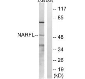 Western blot - NARFL Antibody from Signalway Antibody (34870) - Antibodies.com