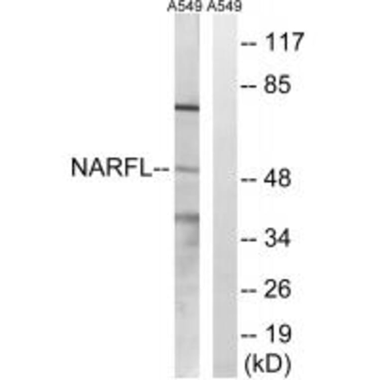 Western blot - NARFL Antibody from Signalway Antibody (34870) - Antibodies.com