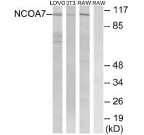 Western blot - NCOA7 Antibody from Signalway Antibody (34871) - Antibodies.com