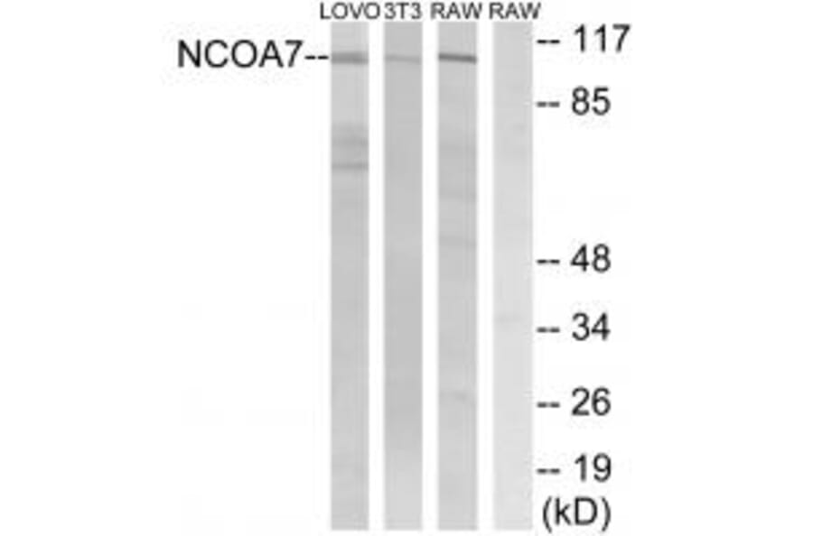 Western blot - NCOA7 Antibody from Signalway Antibody (34871) - Antibodies.com