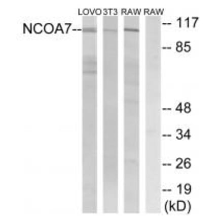 Western blot - NCOA7 Antibody from Signalway Antibody (34871) - Antibodies.com