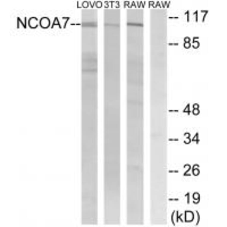 Western blot - NCOA7 Antibody from Signalway Antibody (34871) - Antibodies.com