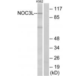 Western blot - NOC3L Antibody from Signalway Antibody (34874) - Antibodies.com