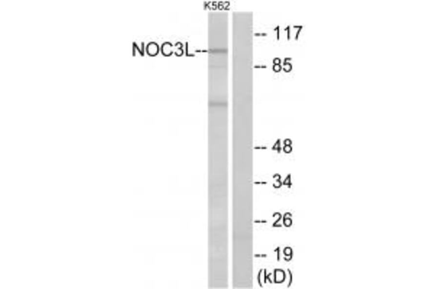Western blot - NOC3L Antibody from Signalway Antibody (34874) - Antibodies.com