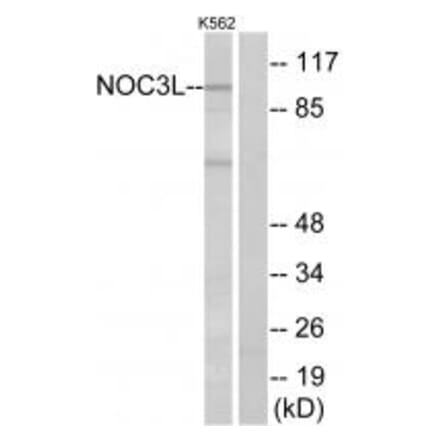 Western blot - NOC3L Antibody from Signalway Antibody (34874) - Antibodies.com