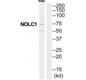 Western blot - NOLC1 Antibody from Signalway Antibody (34876) - Antibodies.com