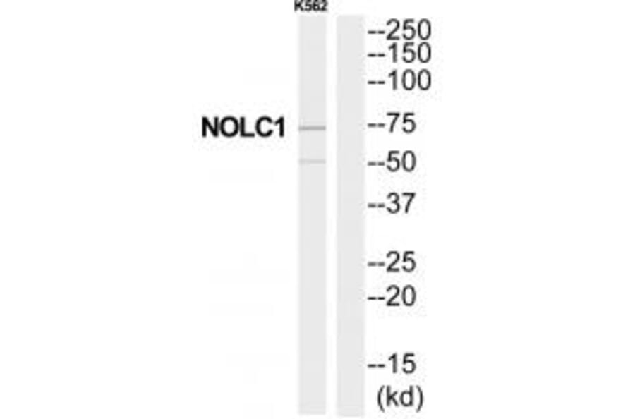 Western blot - NOLC1 Antibody from Signalway Antibody (34876) - Antibodies.com
