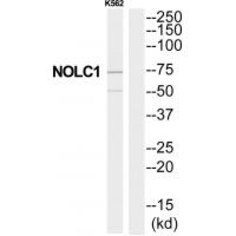 Western blot - NOLC1 Antibody from Signalway Antibody (34876) - Antibodies.com