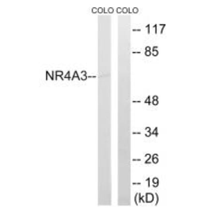 Western blot - NR4A3 Antibody from Signalway Antibody (34884) - Antibodies.com