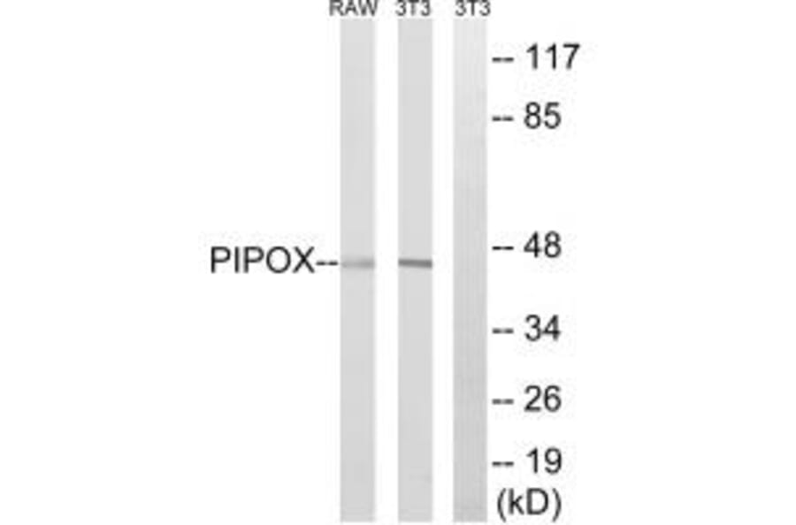 Western blot - PIPOX Antibody from Signalway Antibody (34894) - Antibodies.com