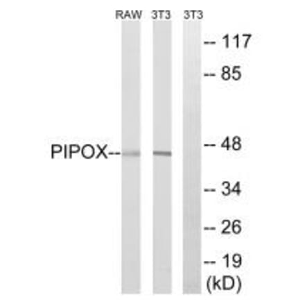 Western blot - PIPOX Antibody from Signalway Antibody (34894) - Antibodies.com