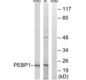 Western blot - PEBP1 Antibody from Signalway Antibody (34900) - Antibodies.com