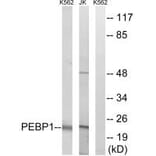 Western blot - PEBP1 Antibody from Signalway Antibody (34900) - Antibodies.com