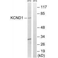 Western blot analysis of extracts from 3T3 cells, using KCND1antibody #34916.