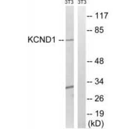 Western blot - KCND1 Antibody from Signalway Antibody (34916) - Antibodies.com