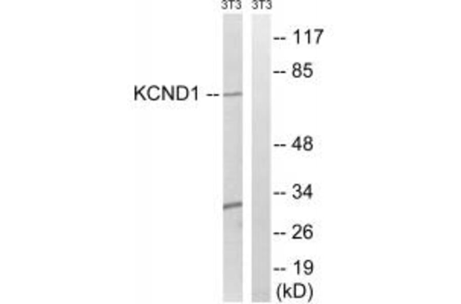 Western blot - KCND1 Antibody from Signalway Antibody (34916) - Antibodies.com