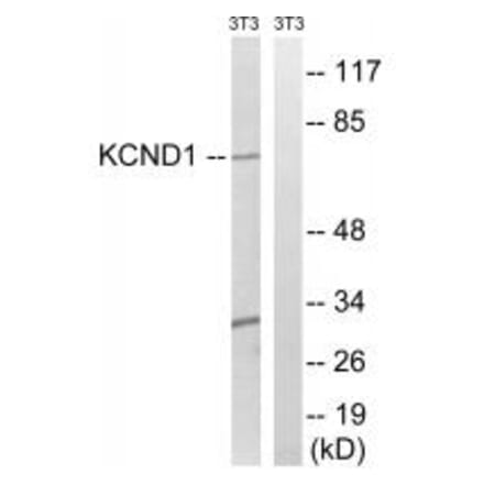 Western blot - KCND1 Antibody from Signalway Antibody (34916) - Antibodies.com