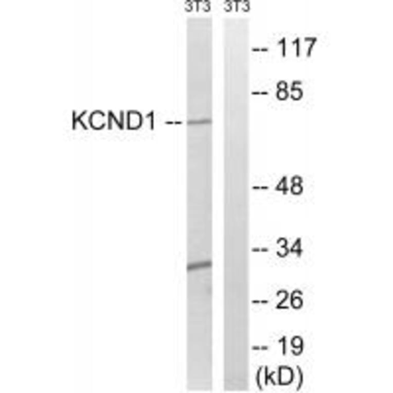 Western blot - KCND1 Antibody from Signalway Antibody (34916) - Antibodies.com