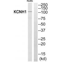 Western blot analysis of extracts from HuvEc cells, using KCNH1 antibody #34917.