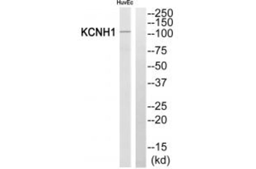 Western blot - KCNH1 Antibody from Signalway Antibody (34917) - Antibodies.com