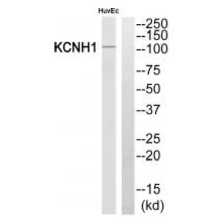 Western blot - KCNH1 Antibody from Signalway Antibody (34917) - Antibodies.com