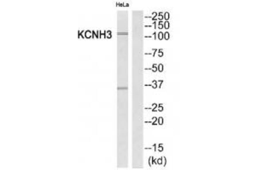 Western blot - KCNH3 Antibody from Signalway Antibody (34918) - Antibodies.com